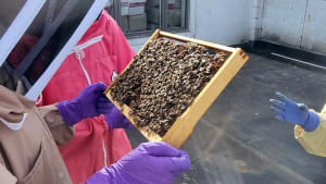 A hot season for beginner beekeepers